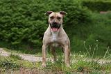 AMSTAFF ADULT 448